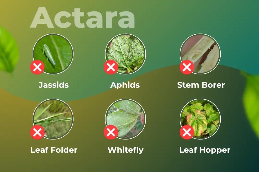 Actara Insecticide Target Pest Actara Insecticide Target Pest