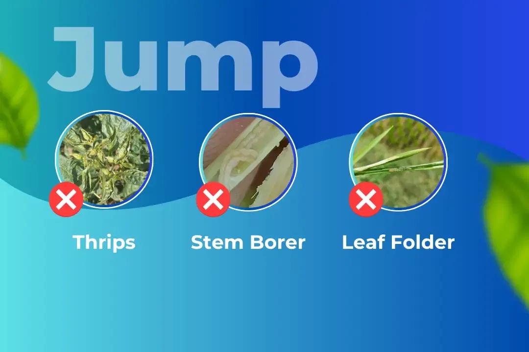 Jump Insecticide Target Pest Jump Insecticide Target Pest