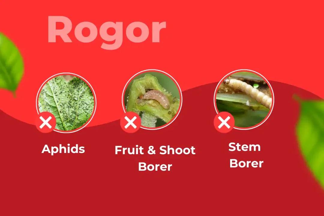 Rogor Insecticide Target Pest Rogor Insecticide Target Pest