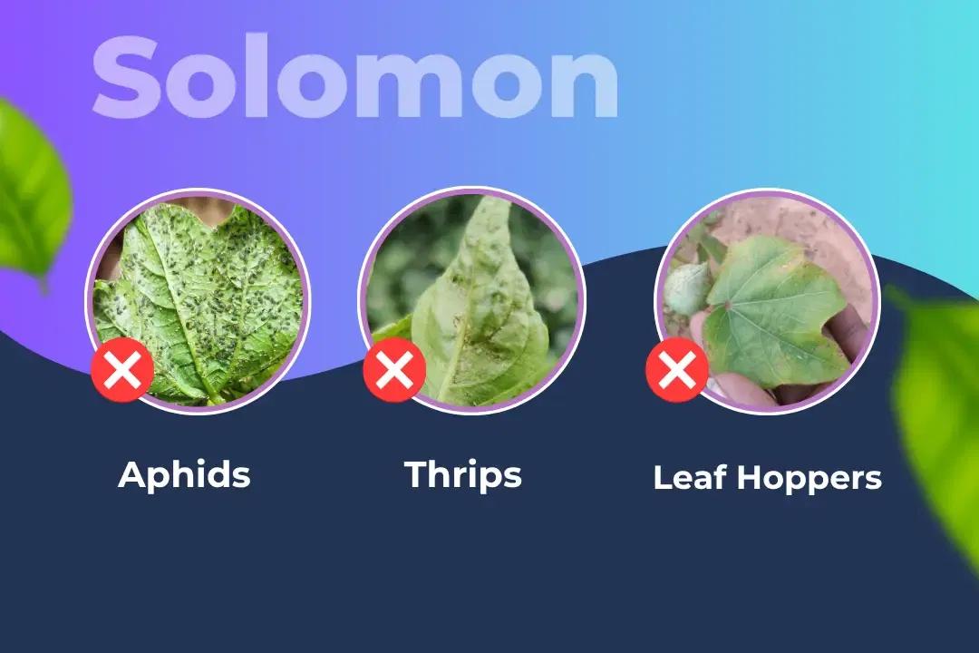 Solomon Insecticide Target Pest Solomon Insecticide Target Pest